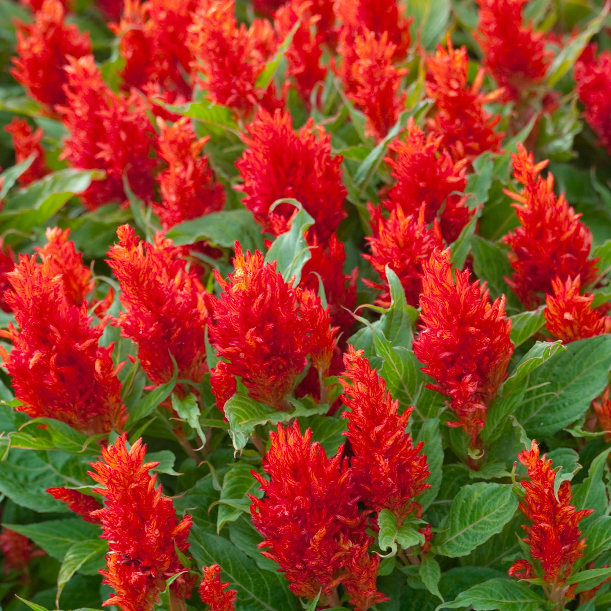 celosia_flower